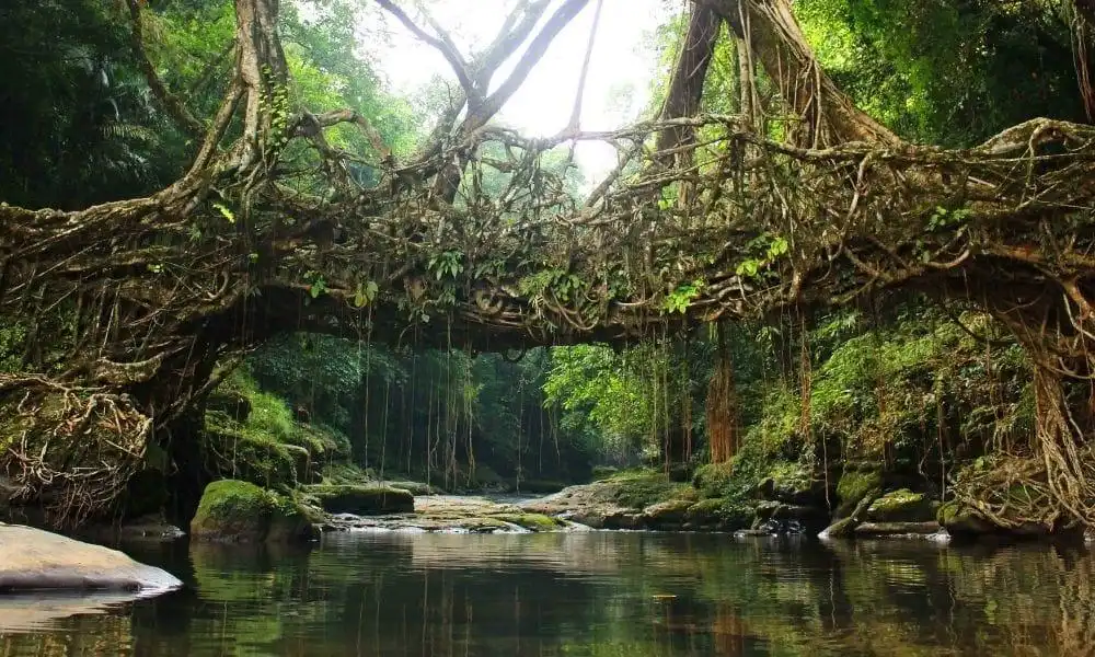 Living Root Bridge Meghalaya