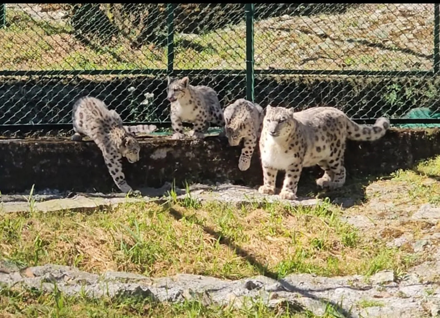 Darjeeling Zoo