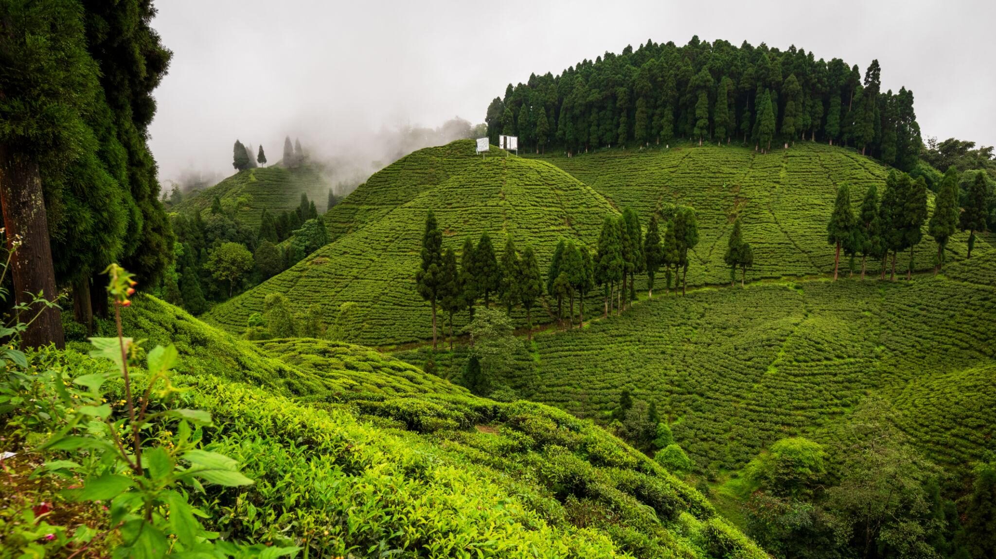 Darjeeling Tea Garden