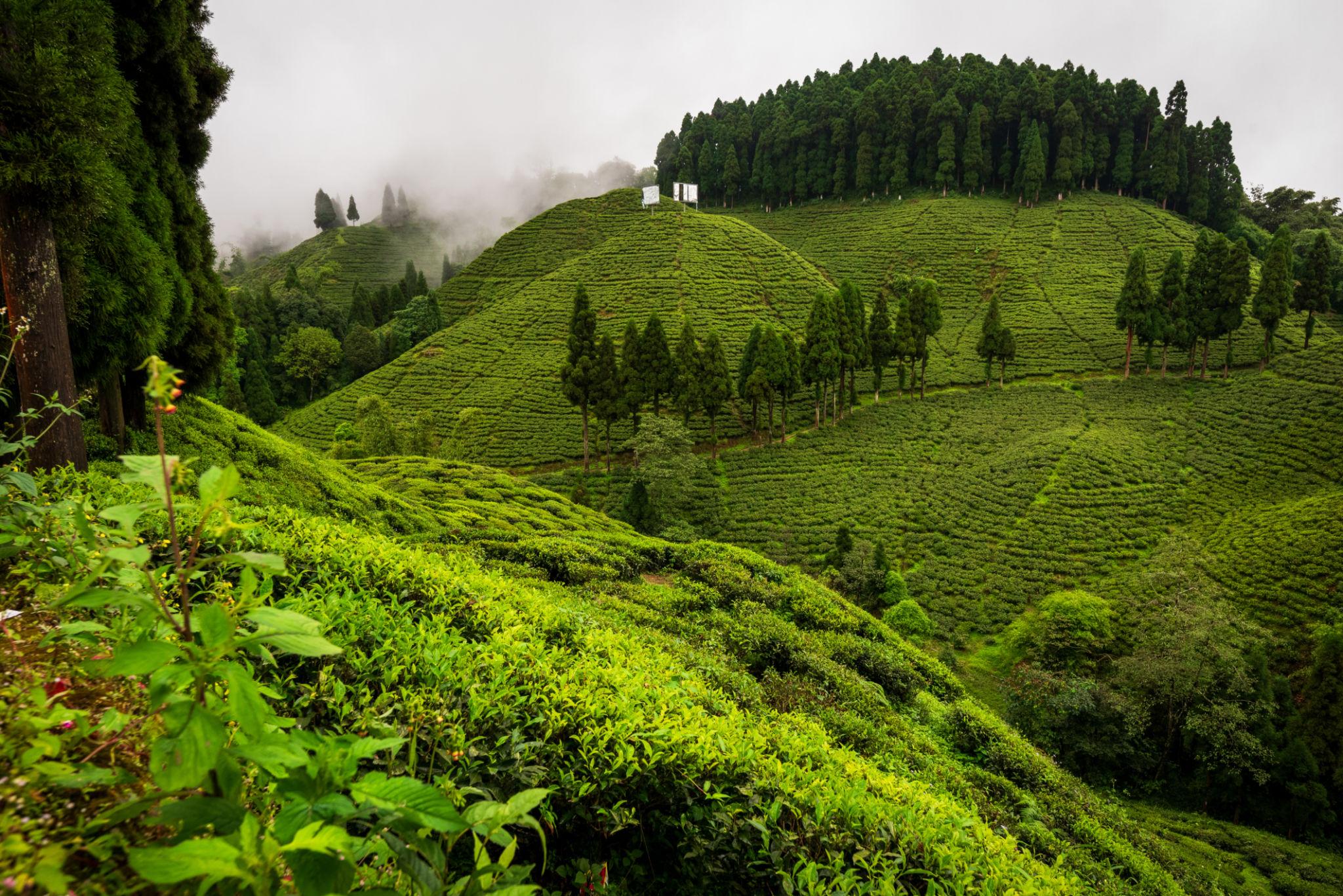 Darjeeling Tea Garden